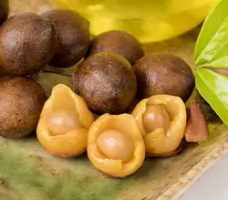 بذر بلوط سیلان <br> بسته یک عددی <br> Ceylon Oak <br><i><b> Schleichera oleosa </i> Seeds </b>