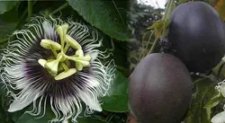 بذر پشن فروت بنفش <br> بسته 10 عددی <br> Purple Passion Fruit Seeds <br> Passiflora edulis Seeds
