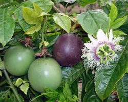 بذر پشن فروت بنفش <br> بسته 10 عددی <br> Purple Passion Fruit Seeds <br> Passiflora edulis Seeds