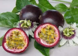 بذر پشن فروت بنفش <br> بسته 10 عددی <br> Purple Passion Fruit Seeds <br> Passiflora edulis Seeds