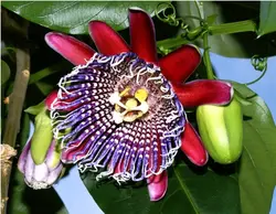 بذر پشن فروت غول پیکر کادرانگولاریس  بسته 5 عددی  Giant granadilla Seeds  Passiflora quadrangularis Seeds