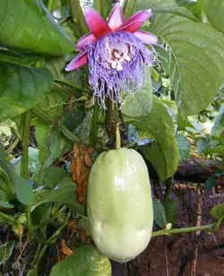 بذر پشن فروت غول پیکر کادرانگولاریس  بسته 5 عددی  Giant granadilla Seeds  Passiflora quadrangularis Seeds