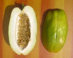 بذر پشن فروت غول پیکر کادرانگولاریس  بسته 5 عددی  Giant granadilla Seeds  Passiflora quadrangularis Seeds