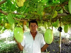 بذر پشن فروت غول پیکر کادرانگولاریس  بسته 5 عددی  Giant granadilla Seeds  Passiflora quadrangularis Seeds