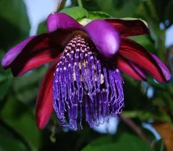 بذر پشن فروت غول پیکر کادرانگولاریس  بسته 5 عددی  Giant granadilla Seeds  Passiflora quadrangularis Seeds