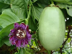 بذر پشن فروت غول پیکر کادرانگولاریس  بسته 5 عددی  Giant granadilla Seeds  Passiflora quadrangularis Seeds