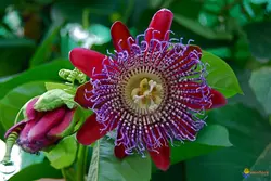 بذر پشن فروت غول پیکر کادرانگولاریس  بسته 5 عددی  Giant granadilla Seeds  Passiflora quadrangularis Seeds