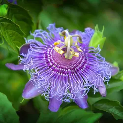 بذر پشن فروت مای پاپ  بسته 5 عددی  Maypop Seeds  Passiflora incarnata Seeds