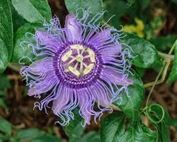 بذر پشن فروت مای پاپ  بسته 5 عددی  Maypop Seeds  Passiflora incarnata Seeds