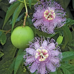 بذر پشن فروت مای پاپ  بسته 5 عددی  Maypop Seeds  Passiflora incarnata Seeds