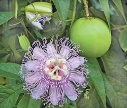 بذر پشن فروت مای پاپ  بسته 5 عددی  Maypop Seeds  Passiflora incarnata Seeds