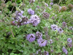 بذر پونه <br> بسته 50 عددی <br> Pennyroyal Seeds <br> Mentha pulegium Seeds
