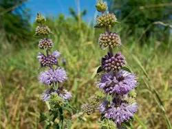 بذر پونه <br> بسته 50 عددی <br> Pennyroyal Seeds <br> Mentha pulegium Seeds
