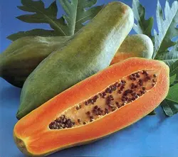 بذر پاپایا کاک دام <br> بسته 5 عددی </i></b> '<br> Khak Dam Papaya Seeds <br><i><b> Carica papaya 'Khak Dam'