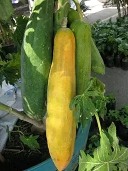 بذر پاپایا کاک دام <br> بسته 5 عددی </i></b> '<br> Khak Dam Papaya Seeds <br><i><b> Carica papaya 'Khak Dam'