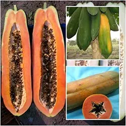 بذر پاپایا کاک دام <br> بسته 5 عددی </i></b> '<br> Khak Dam Papaya Seeds <br><i><b> Carica papaya 'Khak Dam'