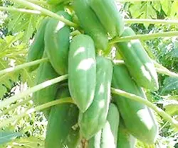 بذر پاپایا کاک دام <br> بسته 5 عددی </i></b> '<br> Khak Dam Papaya Seeds <br><i><b> Carica papaya 'Khak Dam'
