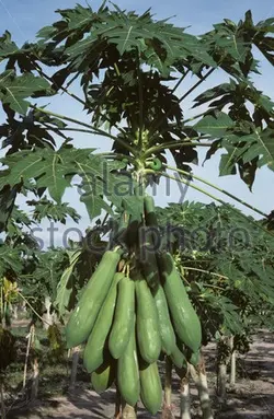 بذر پاپایا کاک دام <br> بسته 5 عددی </i></b> '<br> Khak Dam Papaya Seeds <br><i><b> Carica papaya 'Khak Dam'