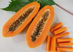 بذر پاپایا کاک دام <br> بسته 5 عددی </i></b> '<br> Khak Dam Papaya Seeds <br><i><b> Carica papaya 'Khak Dam'