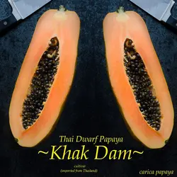 بذر پاپایا کاک دام <br> بسته 5 عددی </i></b> '<br> Khak Dam Papaya Seeds <br><i><b> Carica papaya 'Khak Dam'