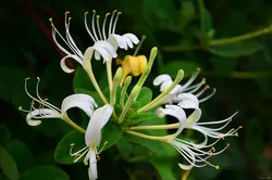 بذر پیچ امین الدوله ژاپنی معطر <br> بسته 5 عددی  <br>  Japanese Honeysuckle <br><i><b> Lonicera japonica </i> Seeds </b>