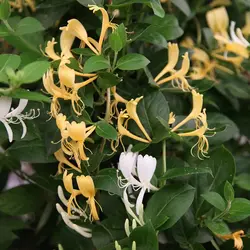 بذر پیچ امین الدوله ژاپنی معطر <br> بسته 5 عددی  <br>  Japanese Honeysuckle <br><i><b> Lonicera japonica </i> Seeds </b>