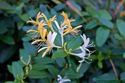 بذر پیچ امین الدوله ژاپنی معطر <br> بسته 5 عددی  <br>  Japanese Honeysuckle <br><i><b> Lonicera japonica </i> Seeds </b>