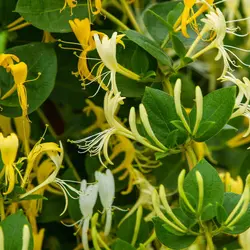 بذر پیچ امین الدوله ژاپنی معطر <br> بسته 5 عددی  <br>  Japanese Honeysuckle <br><i><b> Lonicera japonica </i> Seeds </b>