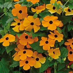 بذر پیچک چشم سیاه <br> بسته 5 عددی <br> Black Eyed Susan Vine Seeds <br><i><b> Thunbergia alata </i> Seeds</b>