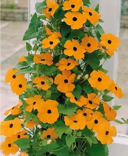 بذر پیچک چشم سیاه <br> بسته 5 عددی <br> Black Eyed Susan Vine Seeds <br><i><b> Thunbergia alata </i> Seeds</b>