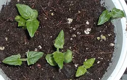 بذر پیچک چشم سیاه <br> بسته 5 عددی <br> Black Eyed Susan Vine Seeds <br><i><b> Thunbergia alata </i> Seeds</b>
