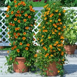 بذر پیچک چشم سیاه <br> بسته 5 عددی <br> Black Eyed Susan Vine Seeds <br><i><b> Thunbergia alata </i> Seeds</b>