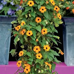 بذر پیچک چشم سیاه <br> بسته 5 عددی <br> Black Eyed Susan Vine Seeds <br><i><b> Thunbergia alata </i> Seeds</b>