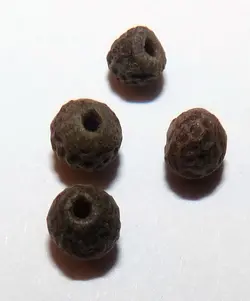 بذر پیچک چشم سیاه <br> بسته 5 عددی <br> Black Eyed Susan Vine Seeds <br><i><b> Thunbergia alata </i> Seeds</b>