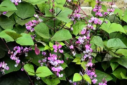 بذر پیچک لبلب <br> بسته 10 عددی بذر <br> Hyacinth Bean Seeds <br><i><b> Lablab purpureus </i> Seeds</b>