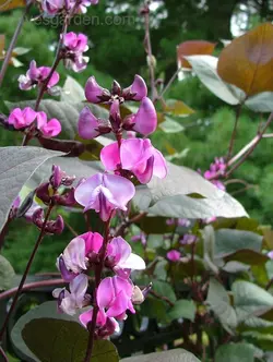 بذر پیچک لبلب <br> بسته 10 عددی بذر <br> Hyacinth Bean Seeds <br><i><b> Lablab purpureus </i> Seeds</b>