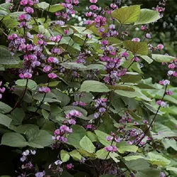بذر پیچک لبلب <br> بسته 10 عددی بذر <br> Hyacinth Bean Seeds <br><i><b> Lablab purpureus </i> Seeds</b>