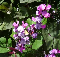 بذر پیچک لبلب <br> بسته 10 عددی بذر <br> Hyacinth Bean Seeds <br><i><b> Lablab purpureus </i> Seeds</b>