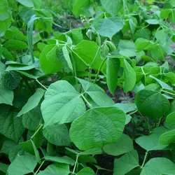 بذر پیچک لبلب <br> بسته 10 عددی بذر <br> Hyacinth Bean Seeds <br><i><b> Lablab purpureus </i> Seeds</b>
