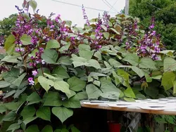 بذر پیچک لبلب <br> بسته 10 عددی بذر <br> Hyacinth Bean Seeds <br><i><b> Lablab purpureus </i> Seeds</b>