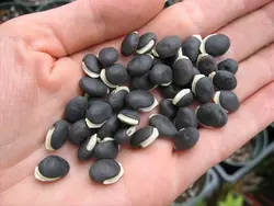 بذر پیچک لبلب <br> بسته 10 عددی بذر <br> Hyacinth Bean Seeds <br><i><b> Lablab purpureus </i> Seeds</b>