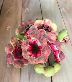 بذر تمر مانیلا <br> تعداد 1 عدد بذر <br> Manila Tamarind Seeds <br><i><b> Pithecellobium dulce </i> Seeds </b>