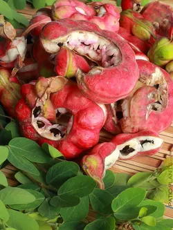 بذر تمر مانیلا <br> تعداد 1 عدد بذر <br> Manila Tamarind Seeds <br><i><b> Pithecellobium dulce </i> Seeds </b>