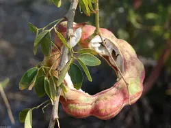 بذر تمر مانیلا <br> تعداد 1 عدد بذر <br> Manila Tamarind Seeds <br><i><b> Pithecellobium dulce </i> Seeds </b>
