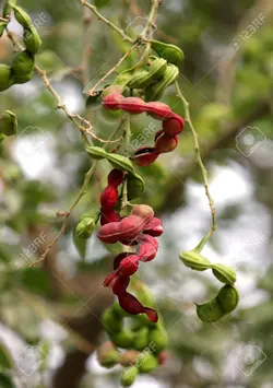بذر تمر مانیلا <br> تعداد 1 عدد بذر <br> Manila Tamarind Seeds <br><i><b> Pithecellobium dulce </i> Seeds </b>