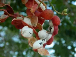 بذر تمر مانیلا <br> تعداد 1 عدد بذر <br> Manila Tamarind Seeds <br><i><b> Pithecellobium dulce </i> Seeds </b>