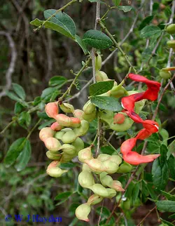 بذر تمر مانیلا <br> تعداد 1 عدد بذر <br> Manila Tamarind Seeds <br><i><b> Pithecellobium dulce </i> Seeds </b>