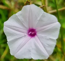 بذر پیچک نیلوفر هندی بنفش <br> بسته یک عددی  <br> Marginata Morning Glory <br><i><b> Ipomoea sagittifolia </i> Seeds </b>