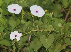 بذر پیچک نیلوفر هندی بنفش <br> بسته یک عددی  <br> Marginata Morning Glory <br><i><b> Ipomoea sagittifolia </i> Seeds </b>