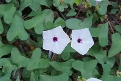 بذر پیچک نیلوفر هندی بنفش <br> بسته یک عددی  <br> Marginata Morning Glory <br><i><b> Ipomoea sagittifolia </i> Seeds </b>